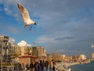 پرواز کاکایی‌ها بر فراز دریاچه شهدای خلیج فارس
