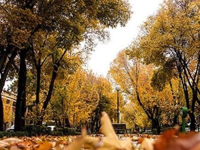 برگ‌های پاییزی درختان چهارباغ اصفهان جمع آوری نمی‌شود
