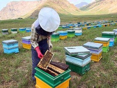 تولید ۳۹۰ تن عسل در جنوب کرمان