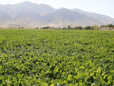 افزایش بهره‌وری موقوفات چهارمحال و بختیاری با تکیه بر تیم‌های دانش‌بنیان