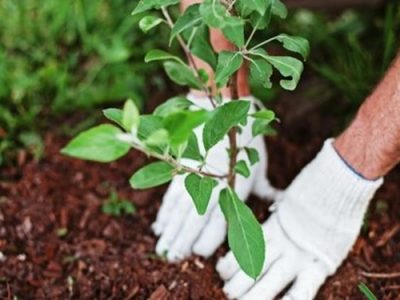 کاشت ۵۰۰ نهال مثمر به نیابت از شهدای گمنام در شیروان