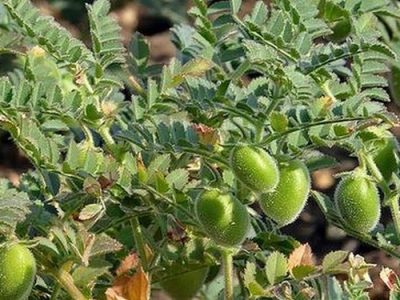 کاشت مکانیزه نخود مسیری سودآور برای کشاورزان بروجردی