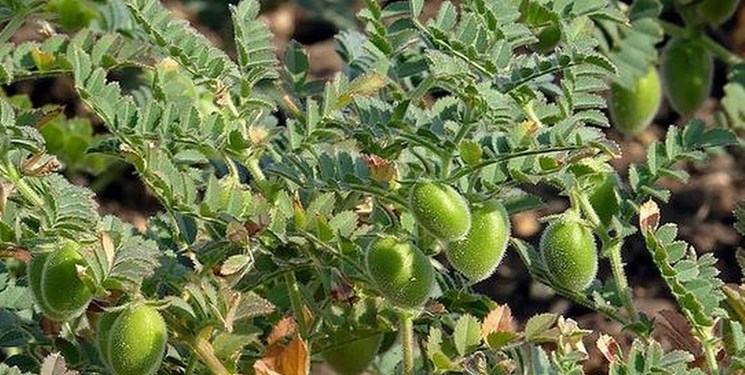 کاشت مکانیزه نخود مسیری سودآور برای کشاورزان بروجردی