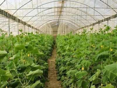 افزایش بهره‌برداری چند برابر واحدهای گلخانه‌ای در کنگاور