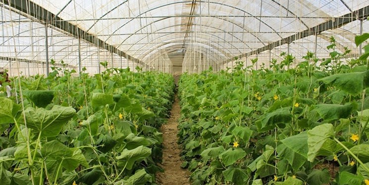 افزایش بهره‌برداری چند برابر واحدهای گلخانه‌ای در کنگاور