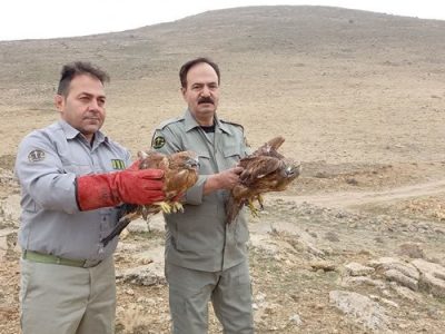 رهاسازی ۶  عقاب شکاری در طبیعت مراغه