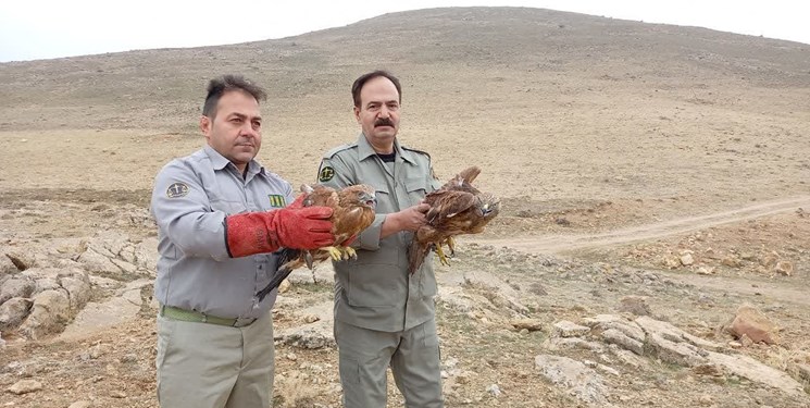 رهاسازی ۶  عقاب شکاری در طبیعت مراغه