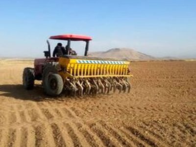 کاشت گندم در ۳۰۰ هکتار از اراضی شور « دهلران »