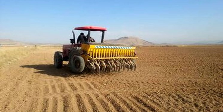 کاشت گندم در ۳۰۰ هکتار از اراضی شور « دهلران »