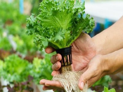 چگونه نانوحباب به سلامتی ریشه‌های گیاه کمک می‌کند؟