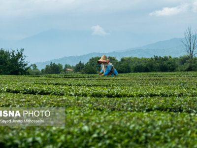 پیشنهاد همکاری نخبگان با پژوهشکده چای در طرح‌های پژوهشی